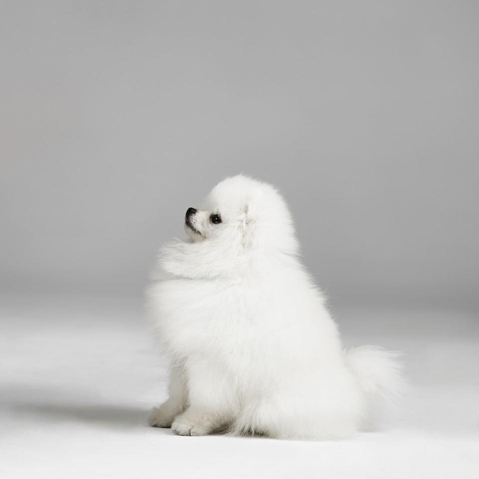 Pomeranian