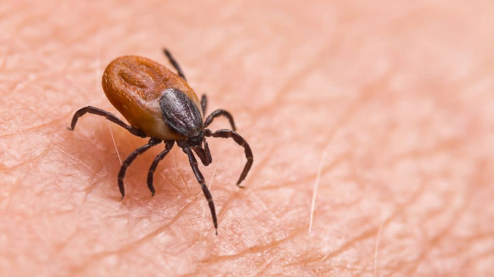 Insects can be carriers of diseases like Lyme and West Nile virus. - Ladislav Kubeš/iStockphoto/Getty Images