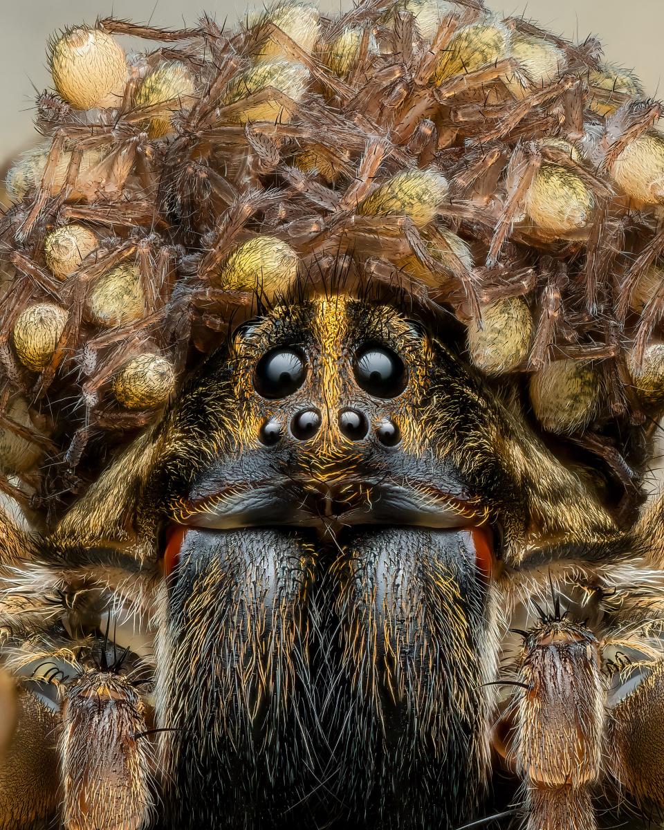 A wolf spider