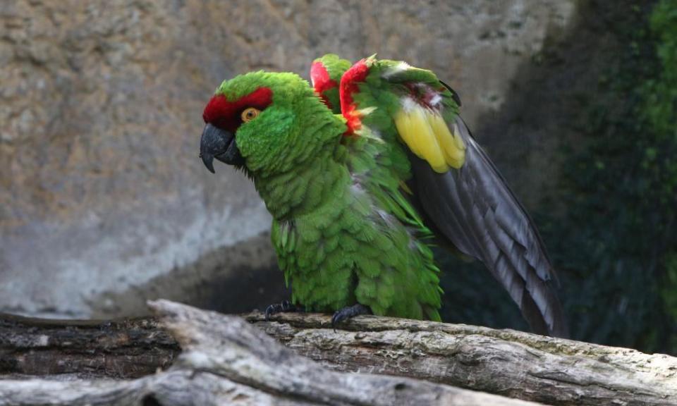 A Mexican Thick billed parrot.