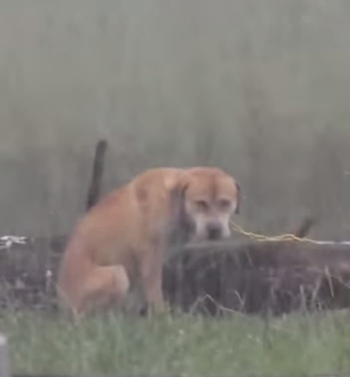 The animal was filmed chained to a log in the back yard of someone's property. Source: YouTube/Daily Mop