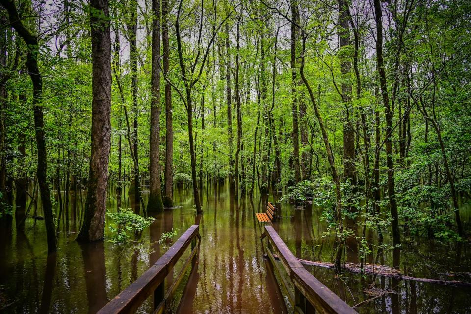 A flooded boardwalk in Congaree National Park in South Carolina.