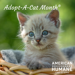 Adopt-A-Cat Month® - American Humane - American Humane