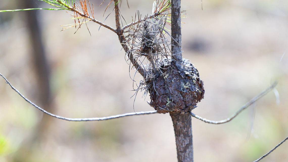 When pines are densely packed, disease like western gall rust can quickly spread, damaging trees. Cambria’s Monterey pine trees continue to die from disease and drought gripping the region. New forest management efforts aim to help.