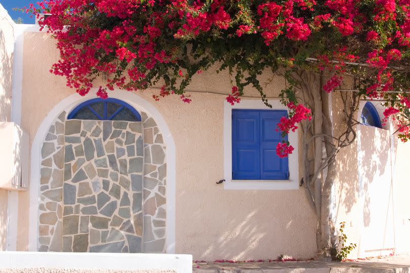 Village dwelling covered in red bougainvillea, Akrotiri, Santorini, Thira (aka Thera), Cyclades Islands, South Aegean, Greece, Europe.