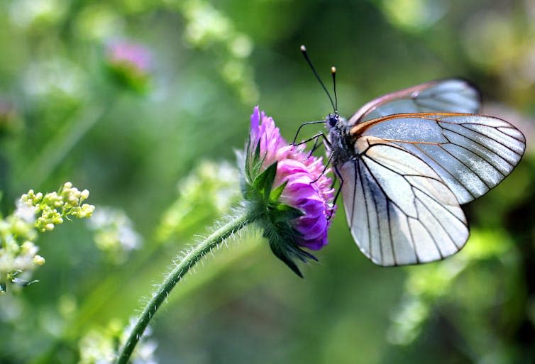 A white butterfly on a purple flower.