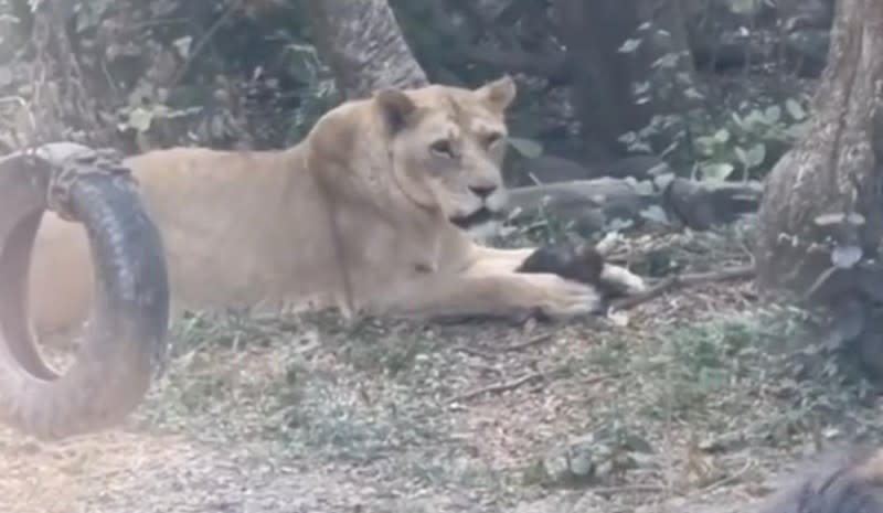 <cite>壽山動物園出現弱肉強食捕食場景。（圖／社會事影音）</cite>