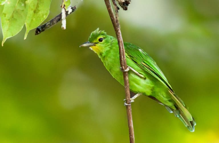 Patches of tropical rainforest in the southern Philippines harbour some of the world's rarest birds, such as this Philippine leaf bird, but nature lovers toting long-lens cameras now share them with people wielding chainsaws, traps and torches