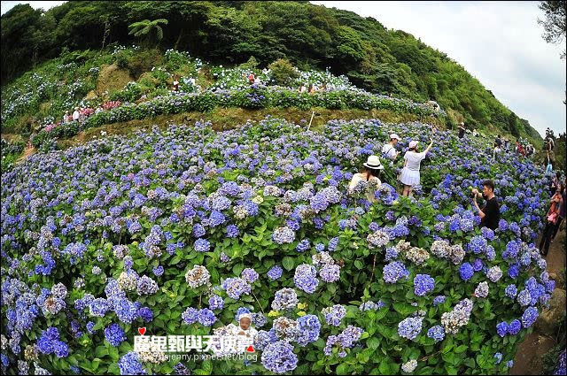 陽明山竹子湖繡球花地圖懶人包~2015/6/9花況（上篇）