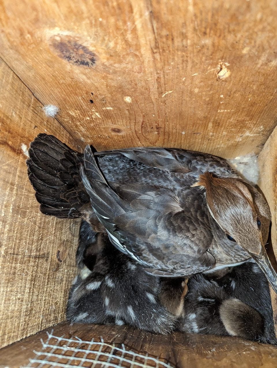 A hen hooded merganser sits with its recently-hatched ducklings in a nest box in central Wisconsin.