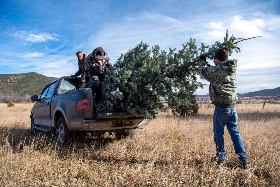 From left, Lawrence Lujan, Raul Arellano and Gabriel Garcia load a 14 foot white fir into a truck, Monday, Nov. 28, 2022. They had cut the Christmas tree and carried it out of the hills in La Corilla, near Cleveland. Arellano's family normally cuts thousands of trees off their land in the mountains around the Mora Valley but most of that land was burned by the Calf Canyon/Hermits Peak Fire last spring.