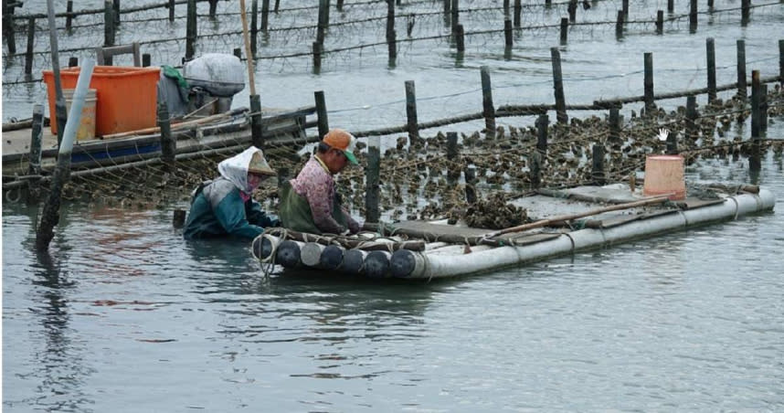 台南南區、安平區、安南區外海養殖蚵，近日傳出大量異常「爆殼」死亡情形。（示意圖／翻攝台江國家公園管理處）