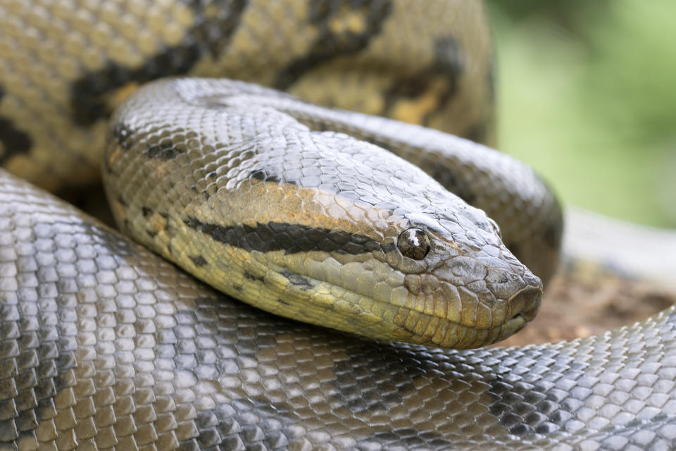 Jede einzelne Schuppe zu untersuchen, dürfte bei einem Exemplar der Grünen Anakonda eine ganze Weile gedauert haben – die Tiere werden mehrere Meter lang. (Symbolbild: Getty Images)