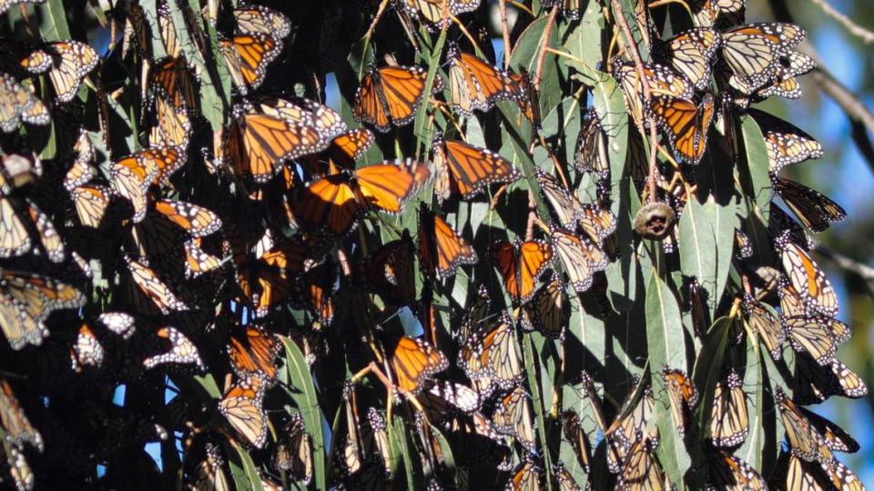 Monarch butterflies are making their annual return to the grove in Pismo Beach on Nov. 8, 2023. David Middlecamp/dmiddlecamp@thetribunenews.com