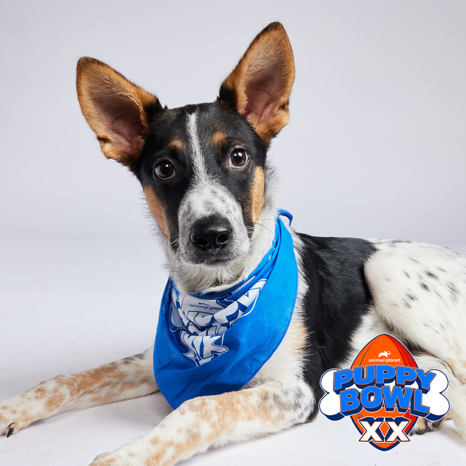 Archie is an adorable Australian Cattle Dog, German Shepherd mixed breed dog hailing from the Big Fluffy Dog Rescue in Nashville. Archie will be competing during the 2024 Puppy Bowl on Sunday, Feb. 11.