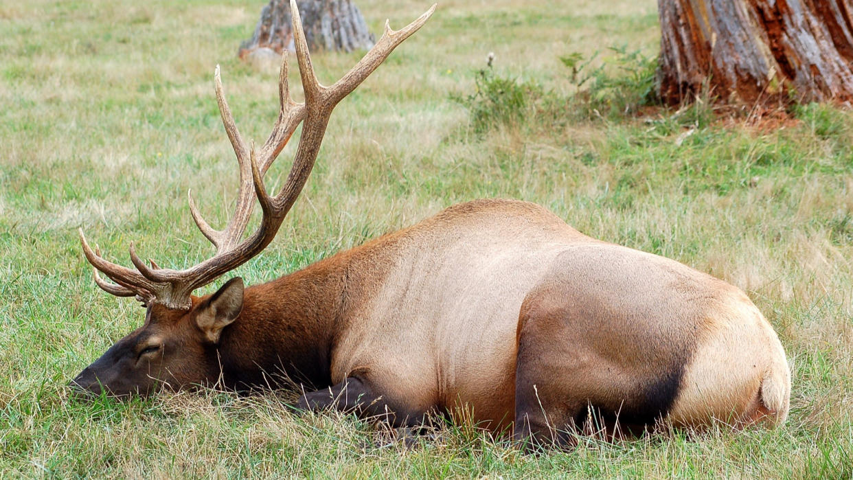  Sleeping elk, Colorado. 