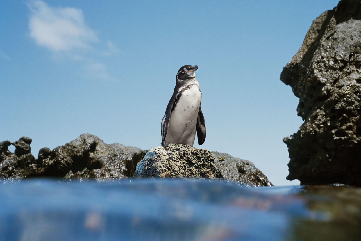 Galapagos penguin Getty Images/David Madison