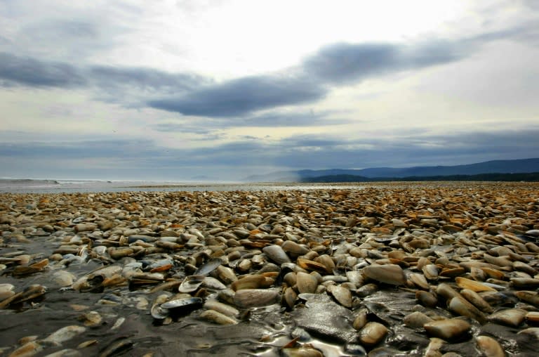 Thousands of dead clams pictured on the shores of Chiloe Island