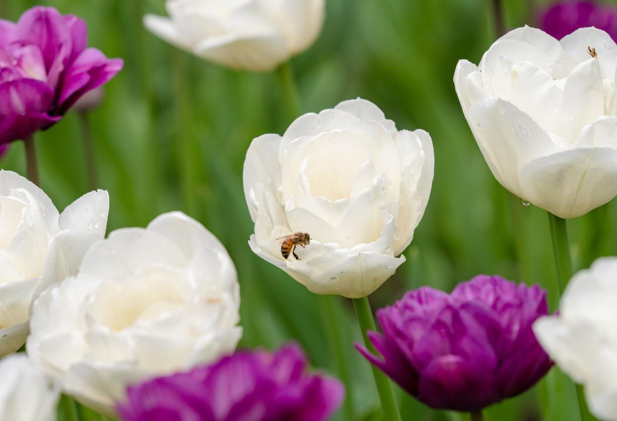 A bee lands on a Tulip as thousands visit Pella for the annual Tulip Time celebration, Friday, May 5, 2023. 
