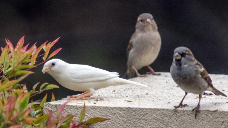 An albino sparrow (L), one of the rarest birds in the world, is seen in the outer Melbourne suburb of Point Cook