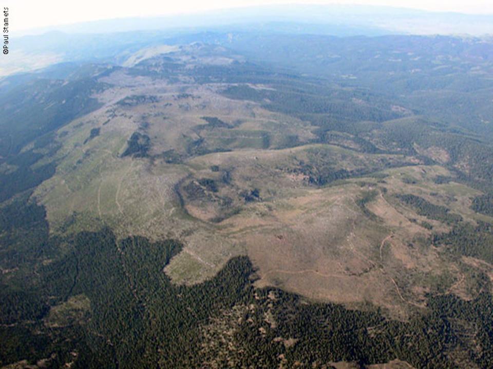 La devastación presente en los bosques de Oregón es debida al crecimiento del parásito <em>A. ostoyae</em>. Biohabitats