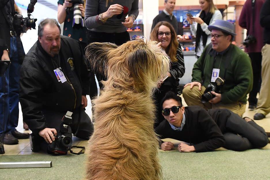 Westminster Dog Show Photos They Don't Want You to See