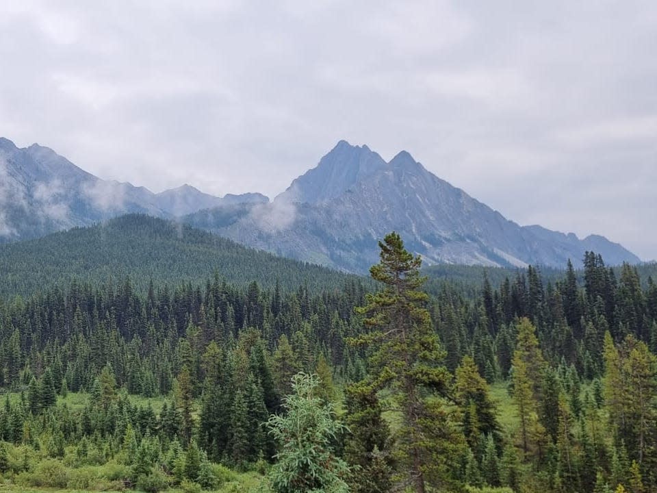 The Rocky mountains with tons of green trees in front of it 