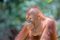 <p><strong>L’orang-outan de Bornéo</strong><br>Grand singe anthropoïde aux longs bras et au pelage roux, l’orang-outan de Bornéo vit comme son patronyme l’indique sur l’ile du même nom, plus précisément dans les régions de Kalimantan, de Sabah et de Sarawak. Menacé lui aussi d’extinction, il a vu sa population drastiquement chuter de 25 % entre 2005 et 2015. Crédit photo : Getty </p>