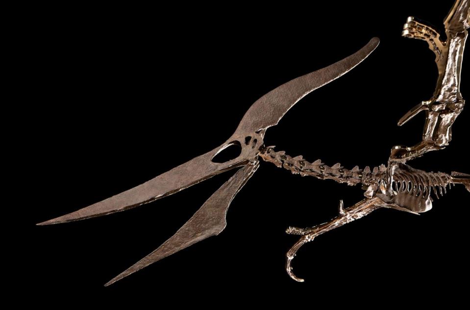 PHOTO: The skeleton of the Pteranodon is shown. (Courtesy of Sotheby's)
