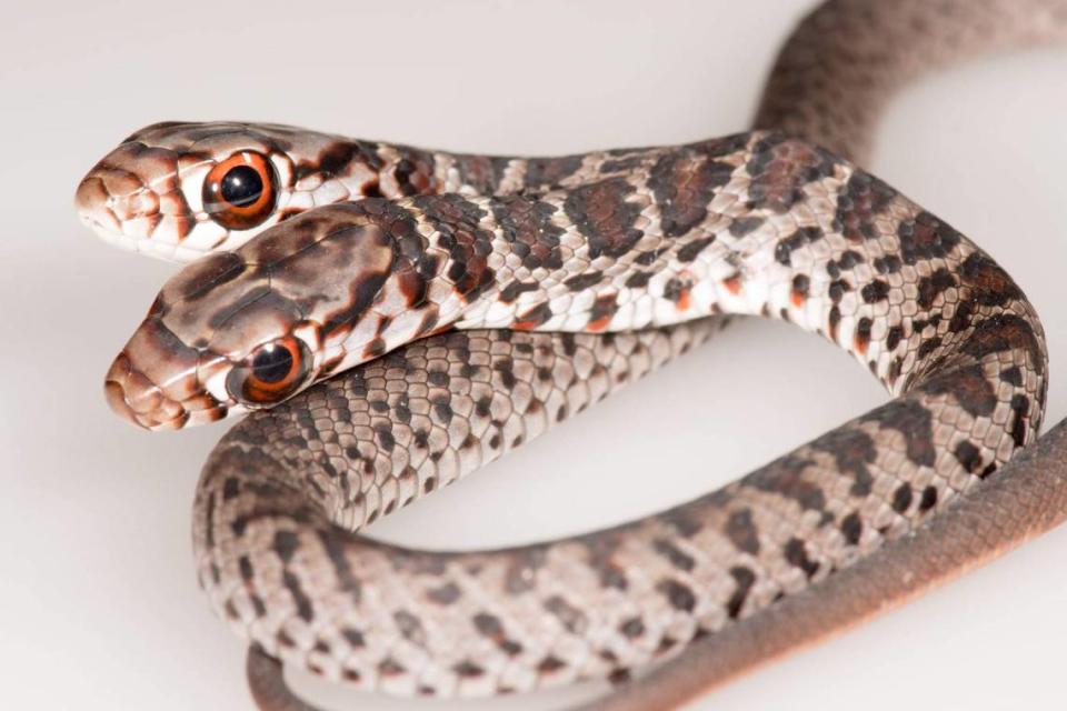 A rare two-headed southern black racer snake was found at a home in Palm Harbor, Florida, in Pinellas County, the Florida Fish and Wildlife Conservation Commission’s Research Institute said on Oct. 21, 2020.