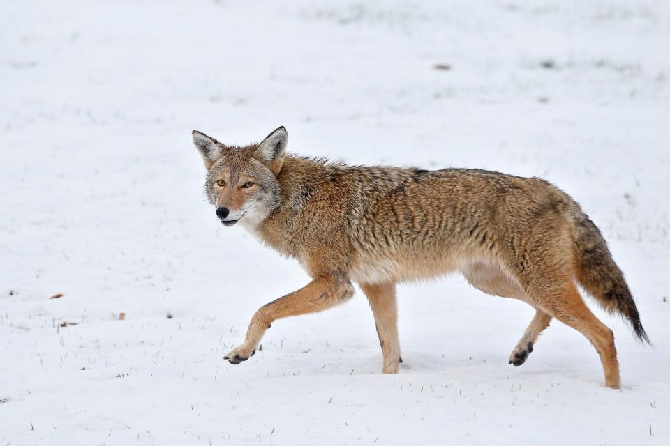 In this Nov. 11, 2015, file photo, a coyote walks across fresh snow in Boulder, Colo.