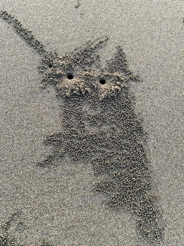 台中港環港北路風車大道緊鄰高美濕地沿岸露出一望無際的沙灘，日前出現螃蟹沙灘畫作，小沙球組合成了類似貓頭鷹美麗的沙地畫作。（記者陳金龍翻攝）