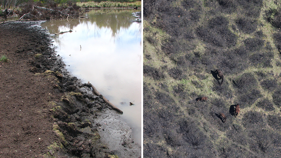 Split screen. Left - the damage done by feral horses. Right - Feral horses shot from above.