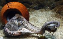 <p>They’re able to retain short-term information, escape from enclosures and learn by mimicking each other. Octopuses are probably one of the smartest sea creatures out there. According to <a href="https://www.scientificamerican.com/article/the-mind-of-an-octopus/" rel="nofollow noopener" target="_blank" data-ylk="slk:Scientific American;elm:context_link;itc:0;sec:content-canvas" class="link ">Scientific American</a>, “Octopuses and their relatives (cuttlefish and squid) represent an island of mental complexity in the sea of invertebrate animals.” One generalization is that they have nine brains, in reality they have nodes all throughout their bodies with one centralized brain.</p>