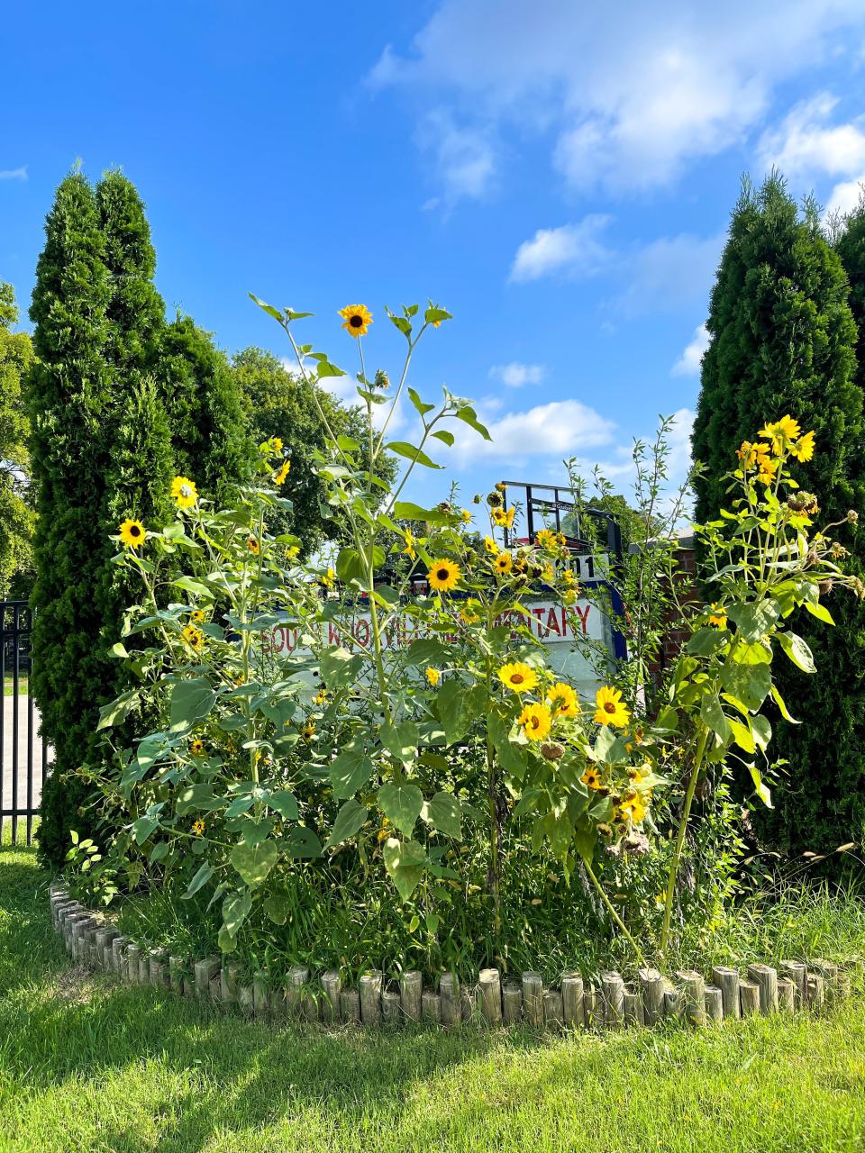 South Knoxville Elementary School is an official Monarch Waystation and has many native plants and sunflowers to support the local ecosystem. Aug. 9, 2022.