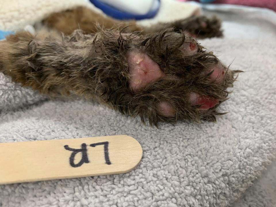 This Oct. 30, 2020 photo provided by the San Diego Humane Society shows the paw of a young bobcat that had been severely burnt from a wildfire at the San Diego Humane Society's Ramona Wildlife Center in Ramona, Calif. The young bobcat that was badly burned in a Southern California wildfire has been returned to its native habitat and will be released back into the wild. The San Diego Humane Society says the 7- to 9-month-old female was picked up on Tuesday, Dec. 1, 2020 from Ramona Wildlife Center and taken to an area near the site of the El Dorado Fire that has abundant food and water sources. (San Diego Humane Society via AP)