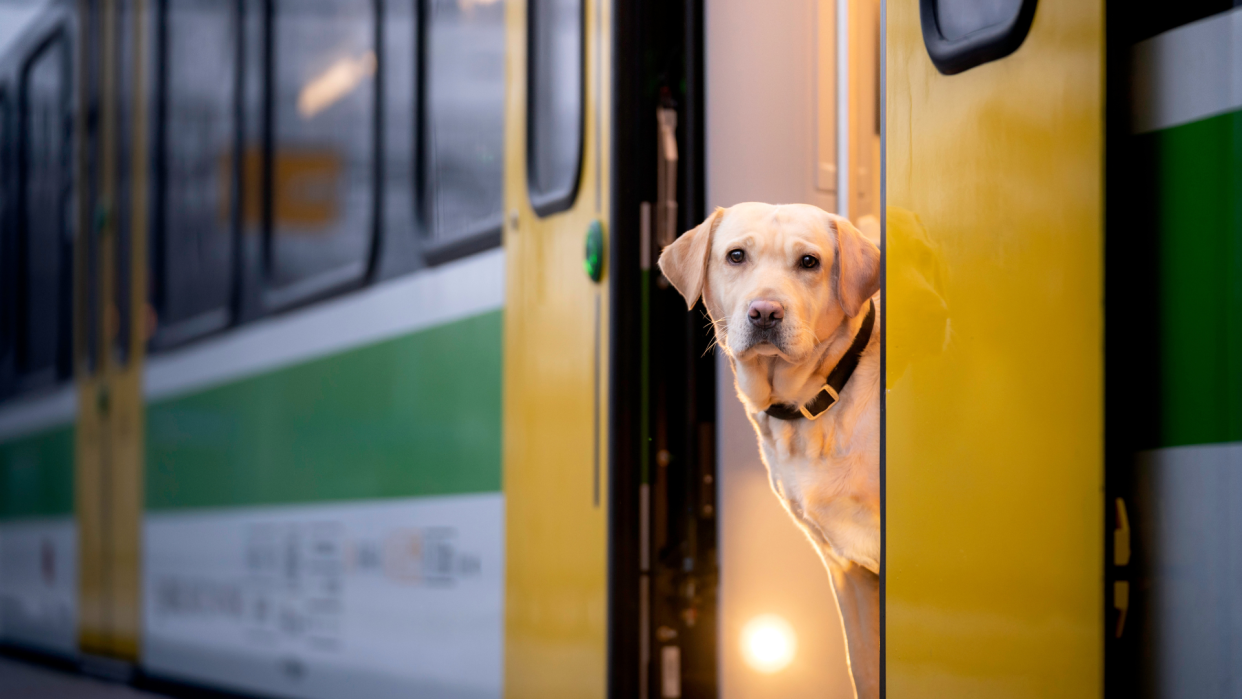  Dog sticking his head out of a train door. 