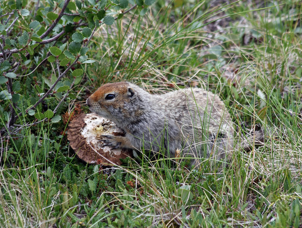 Ardilla de suelo ártica (o suslik ártico) <i>Spermophilus parryii</i> comiendo un hongo. (Imagen CC vista en wikipedia).