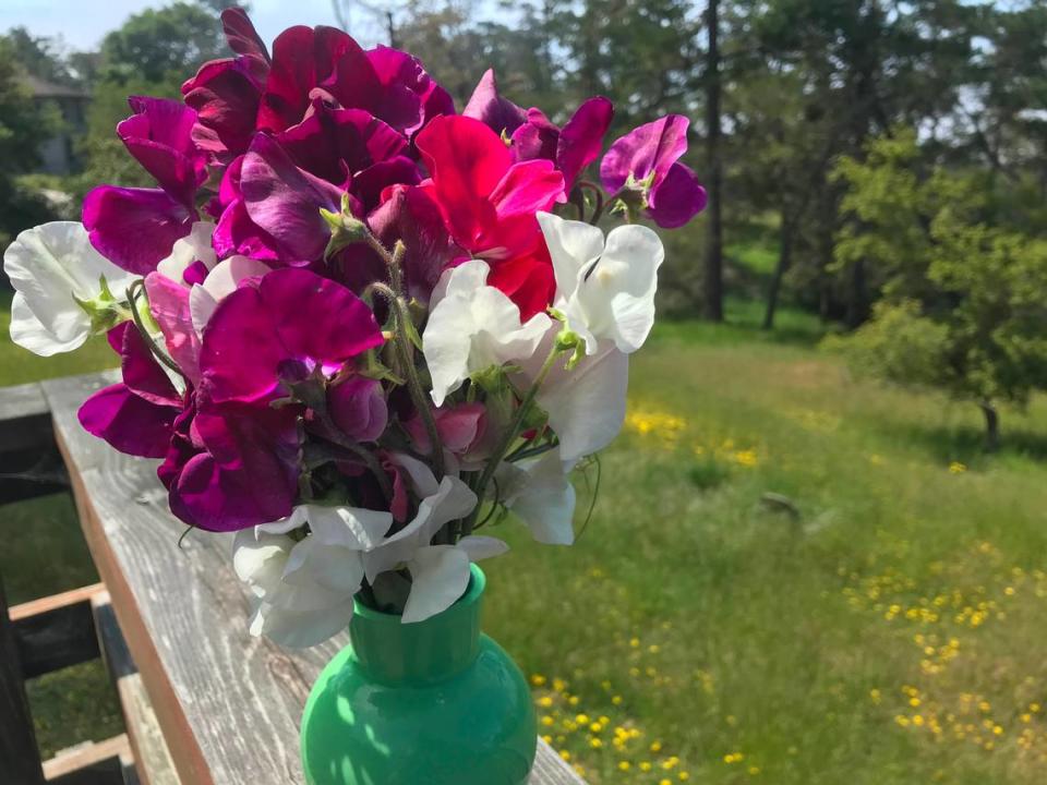 This bouquet of sweet peas serves as a reminder for Tribune columnist Kathe Tanner to stop and savor life’s fleeting beauty.