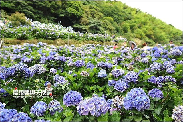 陽明山竹子湖繡球花地圖懶人包~2015/6/9花況（上篇）