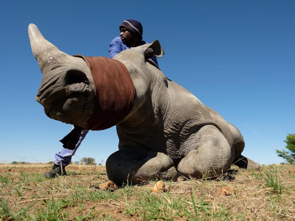 A sedated white rhino wears a blindfold ahead of its horn to be trimmed on John Hume’s farm in 2017.