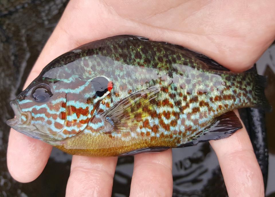 Pumpkinseeds are some of the most brightly colored of the true sunfish.