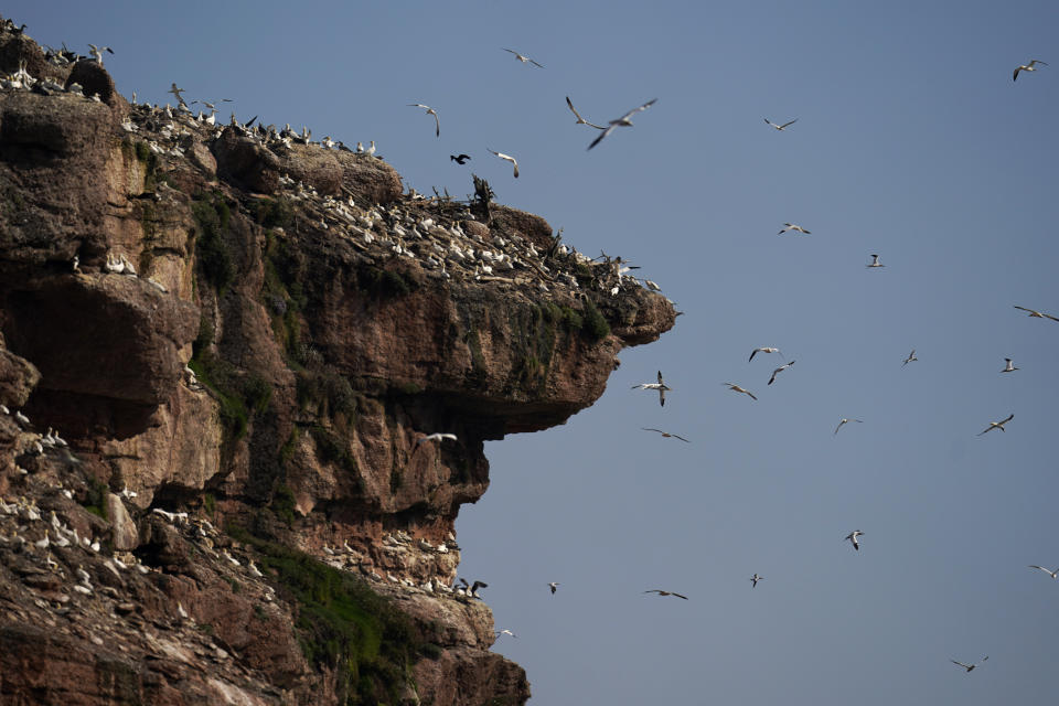 Northern gannets soar along the cliffs of Bonaventure Island in the Gulf of St. Lawrence off the coast of Quebec, Canada's Gaspe Peninsula, Monday, Sept. 12, 2022. The small island is close to shore and home to over 100,000 gannets in the breeding season, making them the world's second largest northern gannet colony. (AP Photo/Carolyn Kaster)