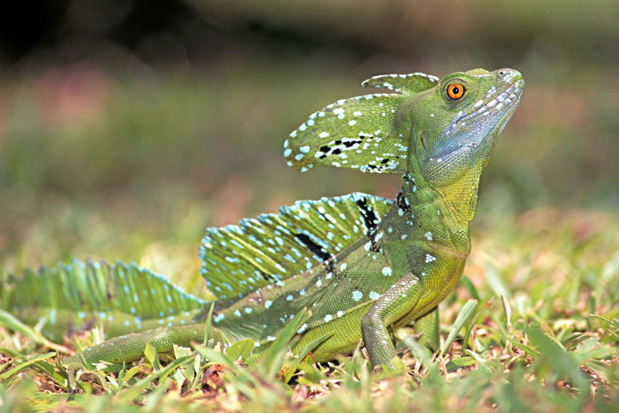 Un basilic vert à tête dressée du Costa Rica.  - Credit:(c) Yves Lefèvre / Biosphoto / (c) Yves Lefèvre / Biosphoto