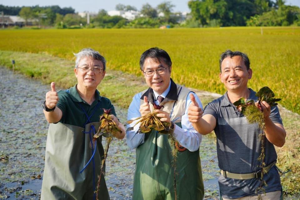 黃偉哲為了解友善耕種的情形，親自穿著青蛙裝進入田間體驗採菱角。（台南市政府提供）