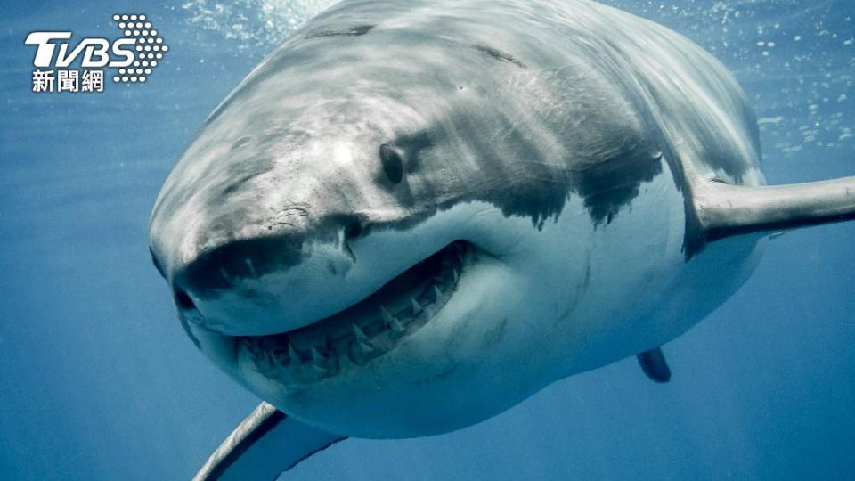 澳洲驚傳鯊魚襲擊海豚的駭人事件。（示意圖／shutterstock 達志影像）