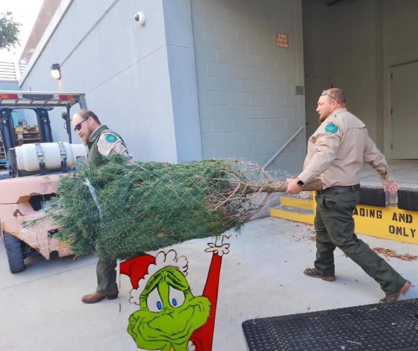 Mamie the Texas Capitol Christmas Tree traveled down Interstate 35 on Monday, | Courtesy Texas Parks and Wildlife
