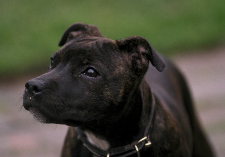 The Staffordshire Bull Terrier (not pictured) mauled the man to death (Picture: REX Features)