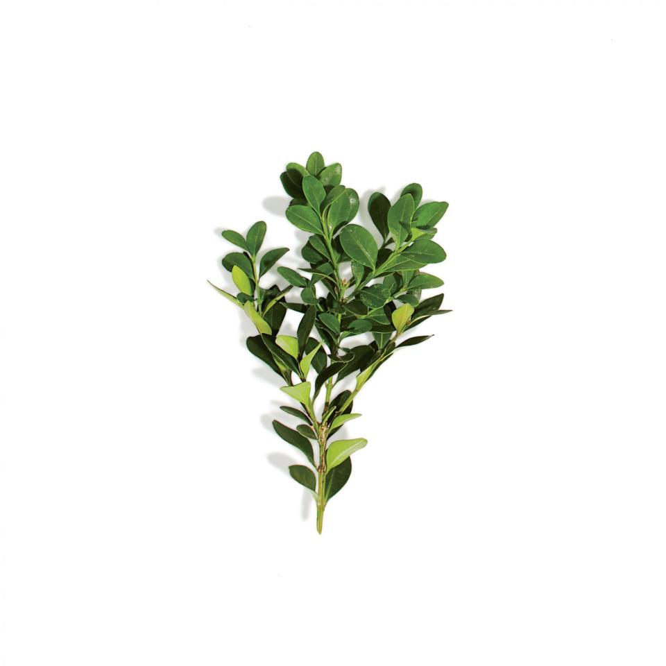 'Green Velvet' Boxwood