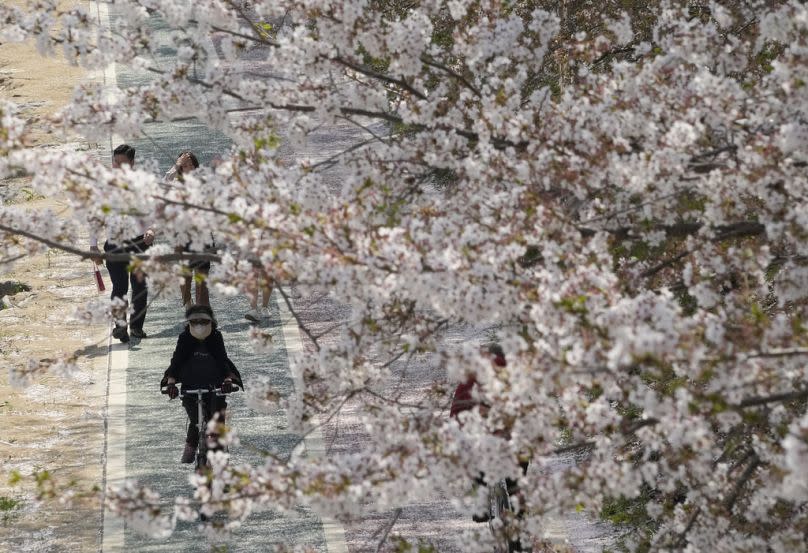 A woman rides a bicycle under cherry blossoms in full bloom at a park in Seoul, April 2023